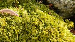 Biodiversity Instructional Video