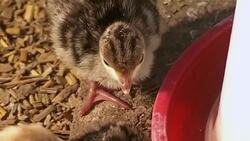 How to Raise Baby Chicks Instructional Video