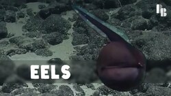 An Eel Reveal Instructional Video