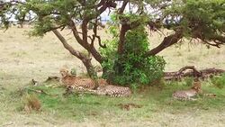 cheetahs lying under tree in savanna at africa Stock Footage