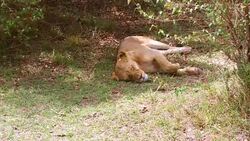 lioness sleeping in savanna woods at africa Stock Footage
