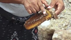 CLEAN : Yemen's ancient honey production a victim of war, climate change News Clip