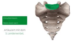 Os sacrum und Os coccygis Instructional Video