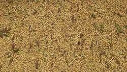 Harvested soybeans in agriculture Stock Footage