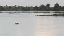 Hippos wading in the Zambezi River News Clip