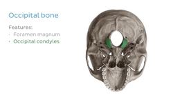 Craniovertebral ligaments Instructional Video