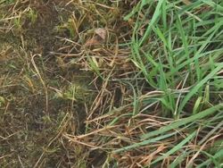 Natural Resources: Renewables and Nonrenewables Instructional Video