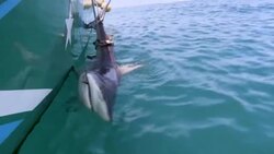 VOICED : Tiburones y tortugas: el rastreo que preserva la vida silvestre de las Galápagos News Clip