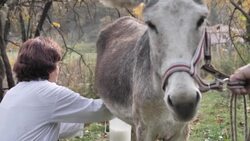 CLEAN : Udderly healthy? Donkey milk takes off in Albania as local legend extols health benefits News Clip
