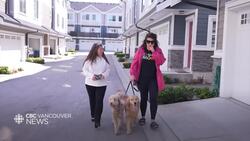 Judge orders shared custody of pet dog under new B.C. law News Clip