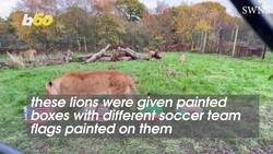 The Real Football Fans Are These Adorable Lions! Instructional Video