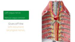 Nerves of the esophagus Instructional Video