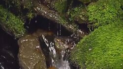 Clean creek in the forest near the waterfall. Stock Footage