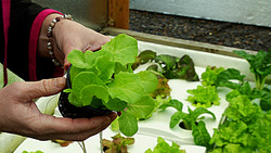 Aquaponics Simplified - A Guide to Integrating Fish and Plant Farming Instructional Video