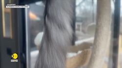 Minnesota cat holds Guinness World Record for longest tail News Clip