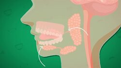 I WONDER - What Is Saliva?
 Me Pregunto - Qué es la saliva? Instructional Video