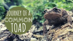 Toads on the Hunt Instructional Video