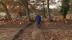 CLEAN : WRAP: Poultry farms in France during previous bird flu epidemics News Clip