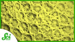 This Animal Has a Retractable Anus Instructional Video