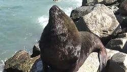 Sea lions at a beach Stock Footage