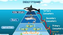 Science Kids: Great White Sharks Instructional Video