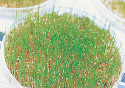 Artificial propagation Instructional Video