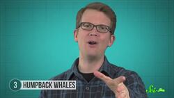 6 Remarkable Ways Animals Catch Their Food Instructional Video