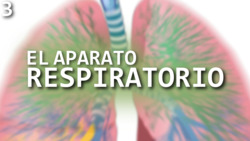 El aparato respiratorio Instructional Video