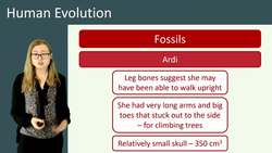 Evidence for Human Evolution: Fossils and Stone Tools Instructional Video