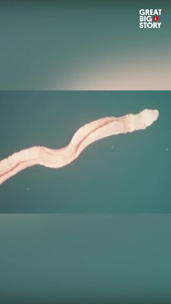 Unveiling the deep, the Acorn Worm's evolutionary secrets Instructional Video