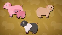 I WONDER - What Different Types Of Pigs Are There? Instructional Video