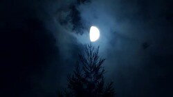 Moon with pines at nigh Stock Footage