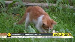 UK detects first bird flu case in sheep, sparks alarm News Clip