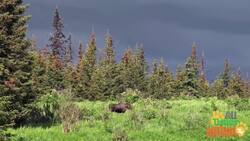 Magnificent Moose: The Giants of the Deer Family Instructional Video