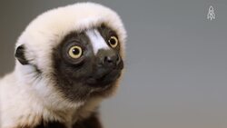Meet Bertha, the unique Coquerel's Sifaka Instructional Video