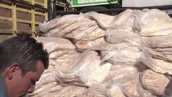 CLEAN : UN distributes aid at Syria's Yarmuk refug News Clip