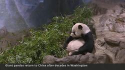 Washington, D.C., Zoo loses giant pandas to sour China-U.S. relations News Clip