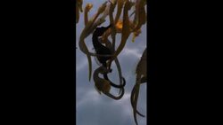 Why is the seahorse the most efficient predator in nature? Instructional Video