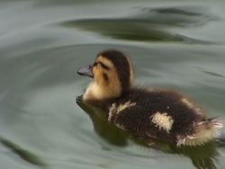 Primavera: introducción Instructional Video