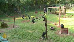 Tacugama Chimpanzee Sanctuary, in Sierra Leone, is under threat News Clip