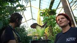 The Titan Arum: A Fascinating and Smelly Giant Instructional Video