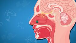 High Five Facts - Respiratory System
 Choca Esos Cinco - Sistema Respiratorio Instructional Video