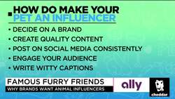 How to Make Your Pet an Influencer News Clip