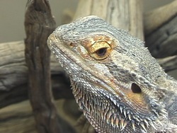 ¿Qué es un reptil? Instructional Video