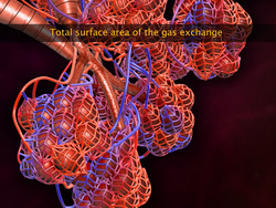 Exchange of Gases Instructional Video