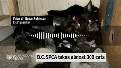 B.C. SPCA takes in close to 300 cats from a single property News Clip