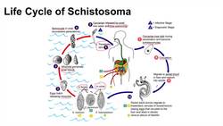Schistosomiasis | Bilharziasis | Causes, Symptoms and Treatment Instructional Video