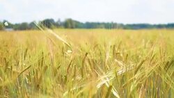 The field of rye growing in a farm field. Stock Footage