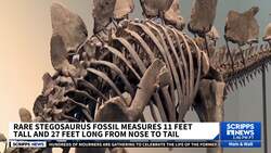 Stegosaurus fossil fetches nearly $45M, setting record for dinosaur auctions News Clip