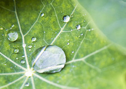 What Plants Need to Grow Instructional Video